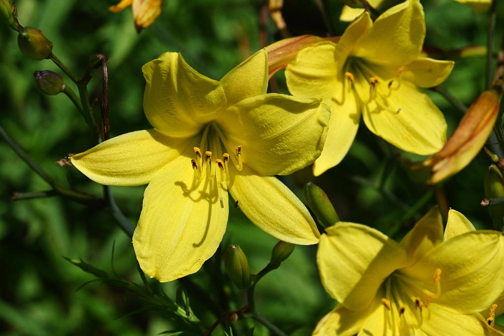 2025-07049343 Acton Arboretum, MA.JPG - Daylily. Acton Arboretum, MA, 7-4-2025